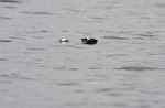 River Otter